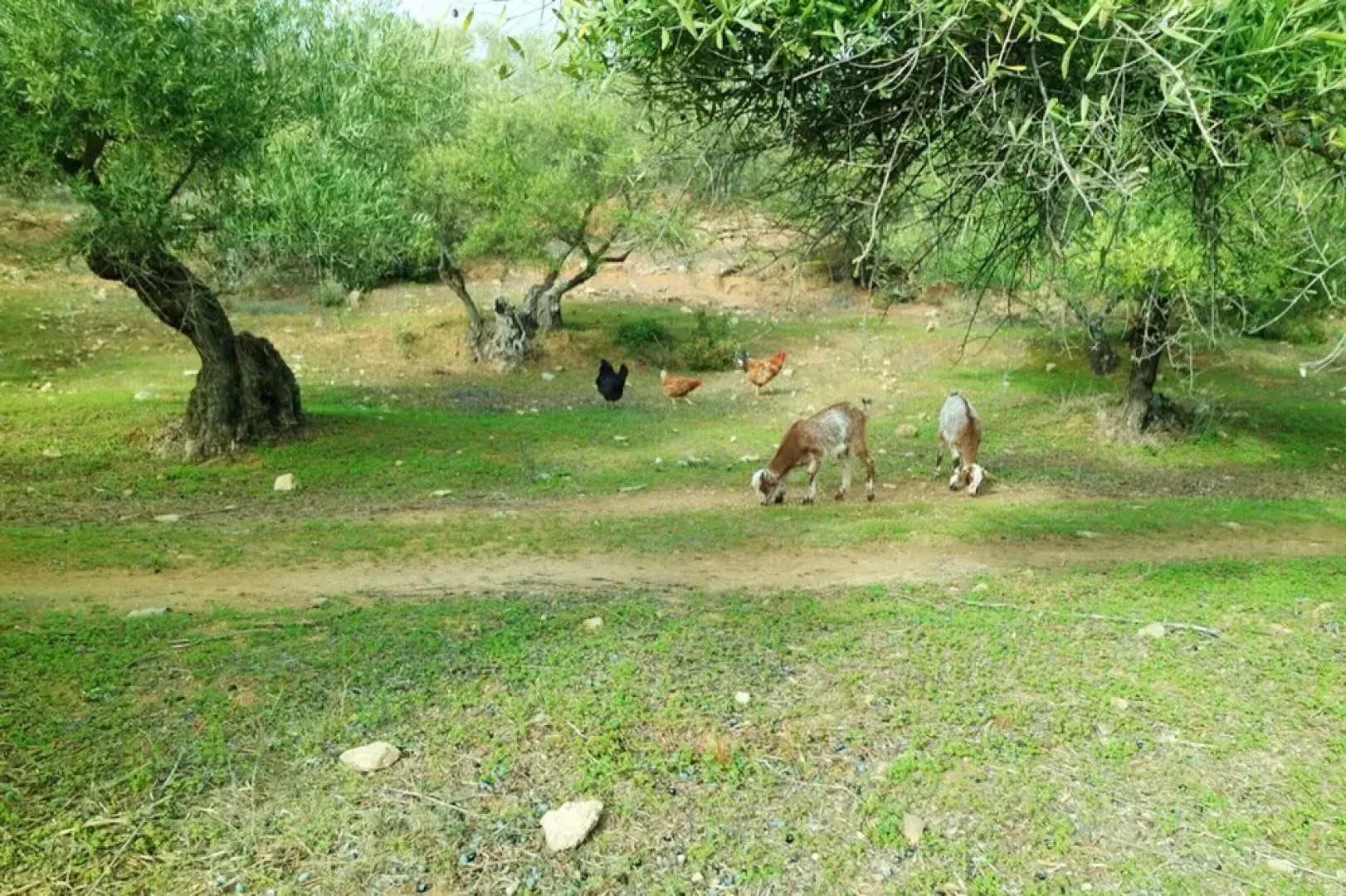 Villa With 3 Bedrooms in Hornachuelos, With Shared Pool, Enclosed Garden and Wifi