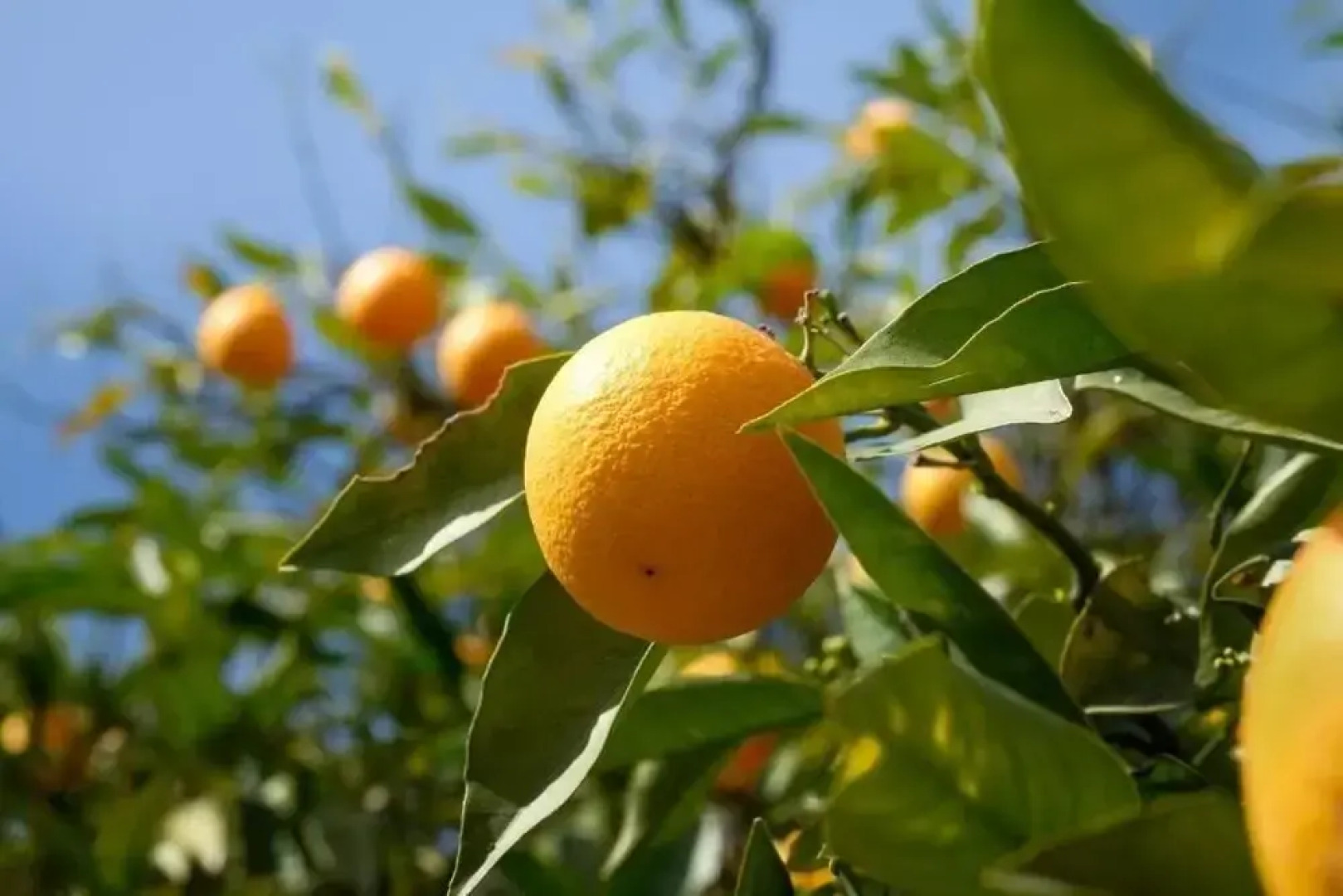 Finca Sueño de Vida