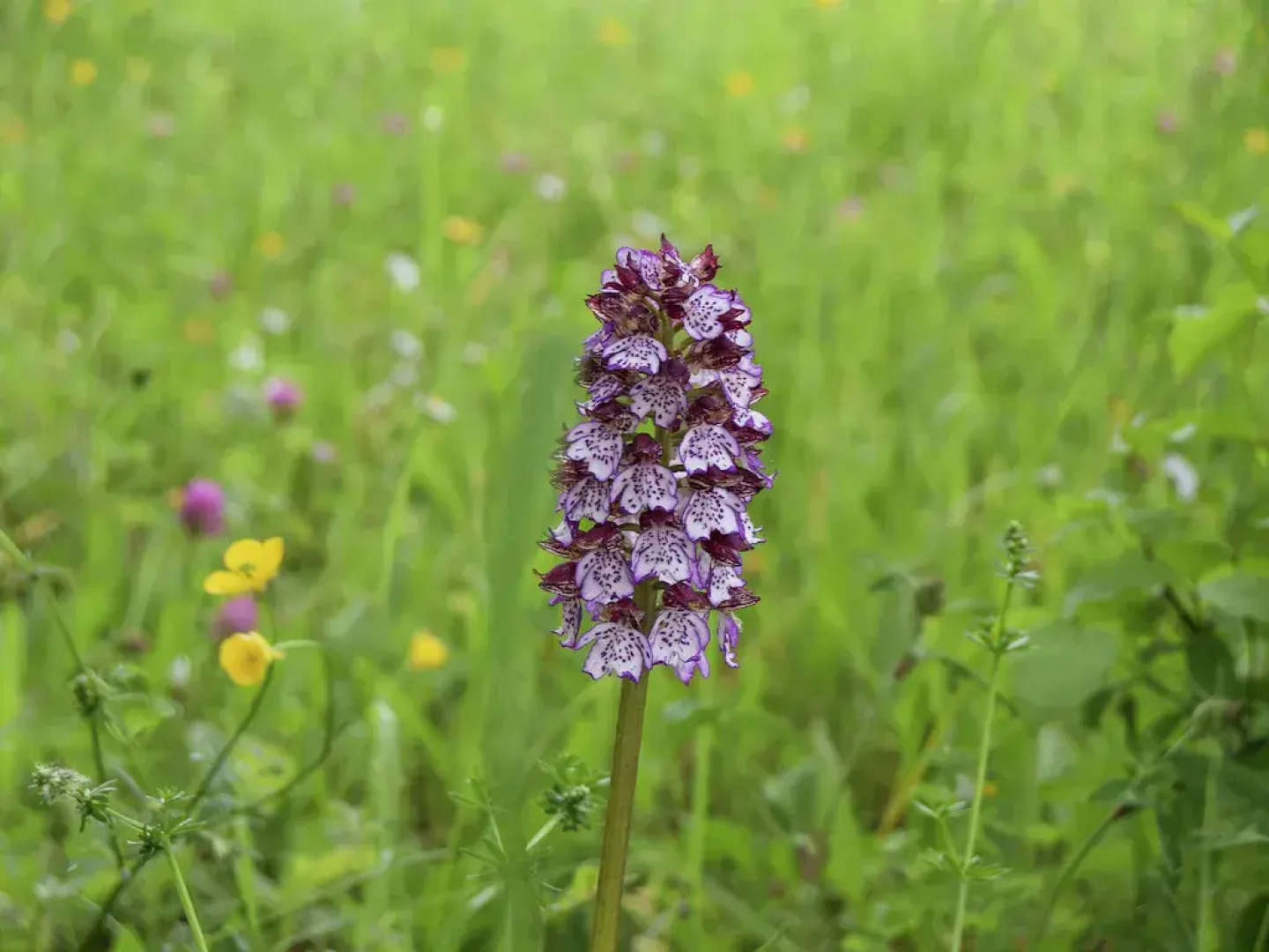 Snug cottage in Saint-Eutrope-De-Born with pool