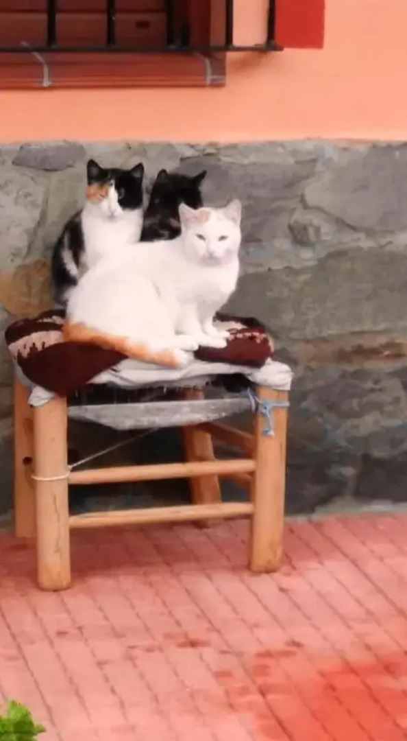 Studio with enclosed garden and wifi at Valencia de Alcantara