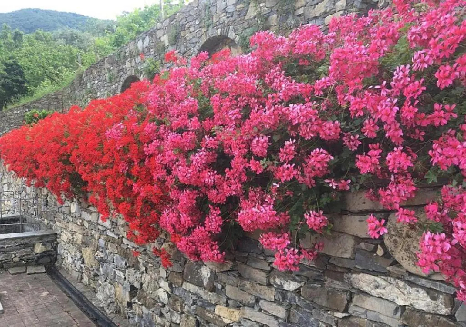 Villa Olivari - apt la Lavanda