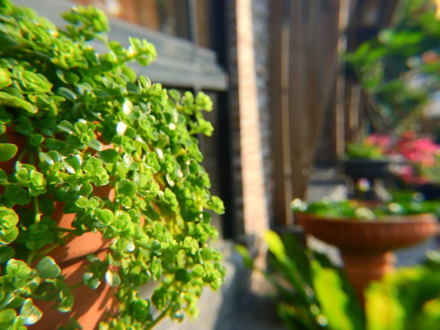 Anping Western-style House