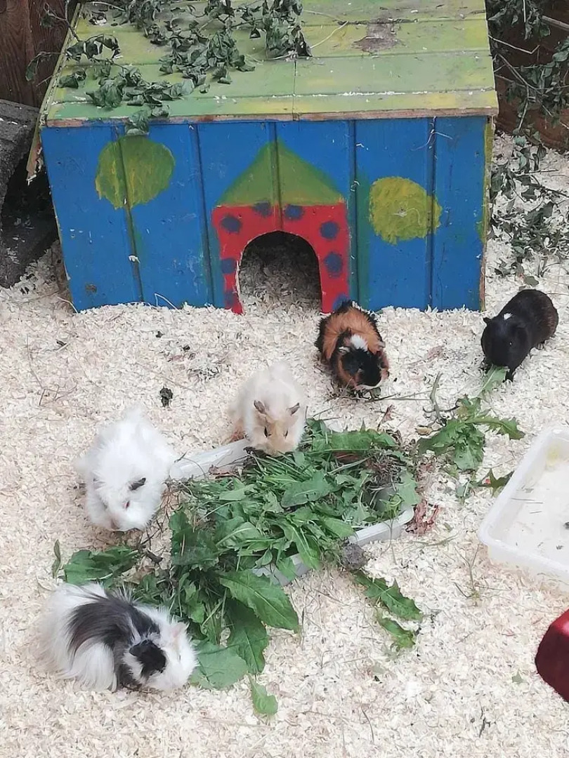 Familienhotel Landhaus Pfahlershof