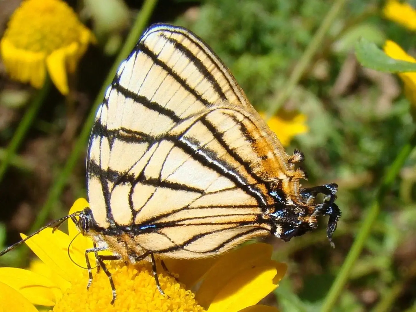 Plaza Caldas da Imperatriz Resort & Spa