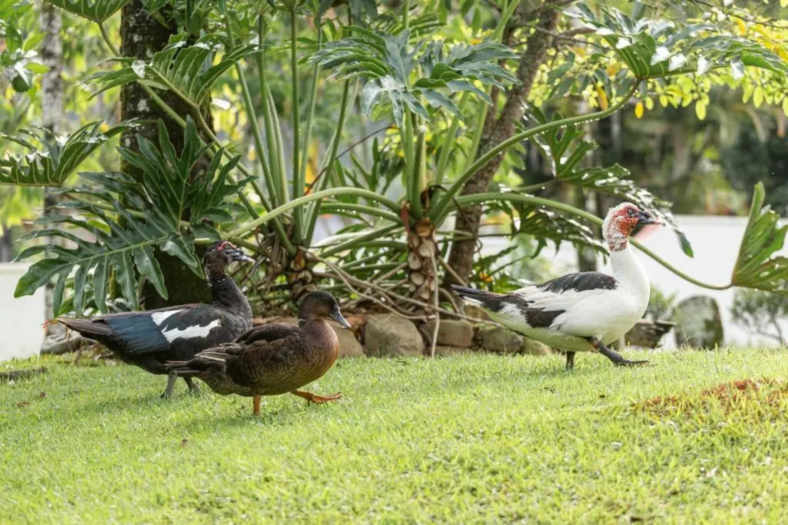 Hotel Steinhausen Colonial