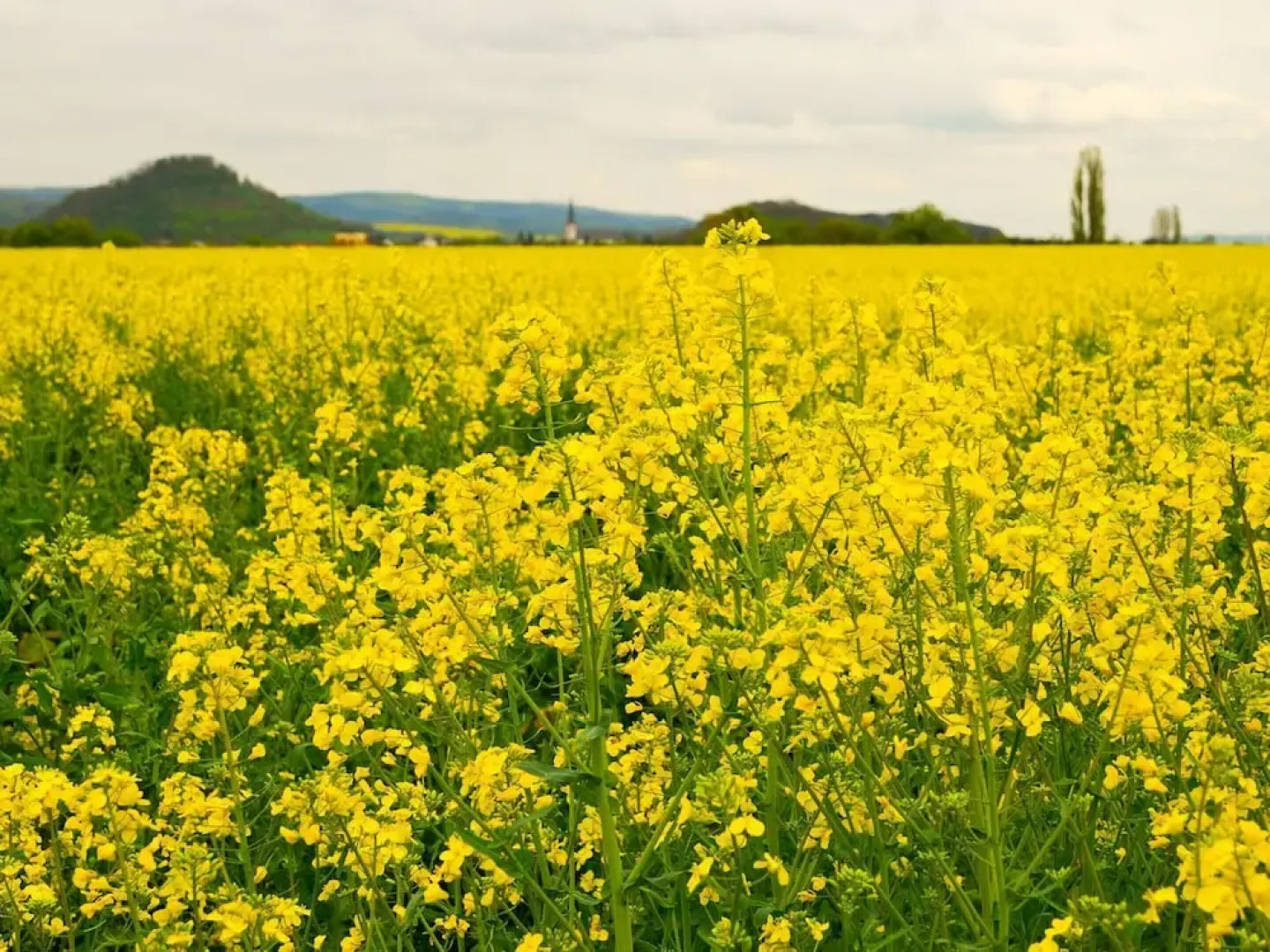 Tidy Holiday Home With Dishwasher, in a Green Area