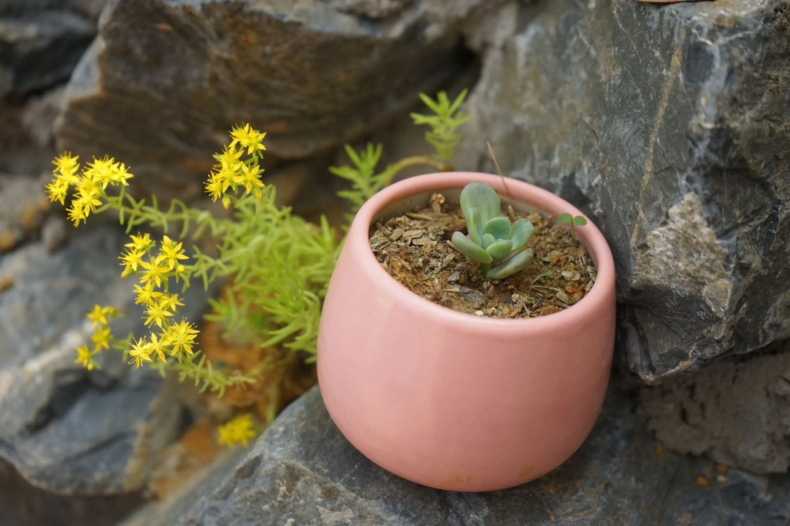 Saigonese Trekking House - Hostel