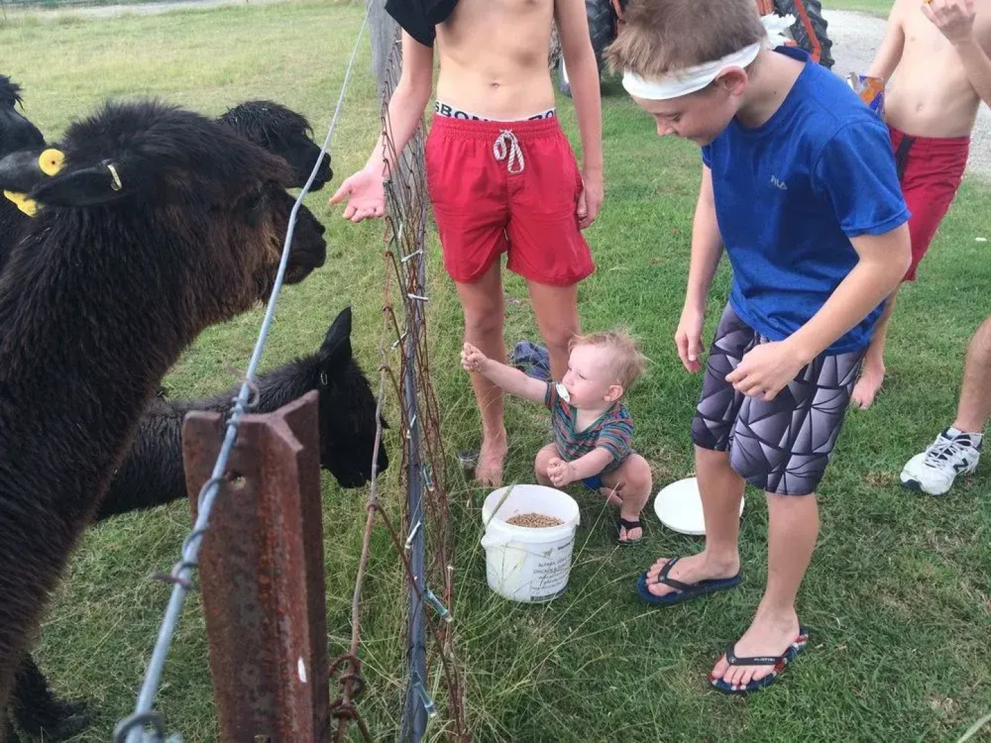 Starline Alpacas Farmstay Resort