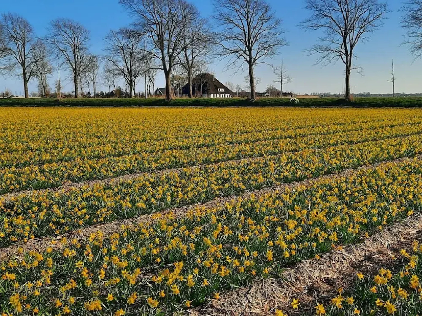 Spacious Holiday Home De Pauwenhof