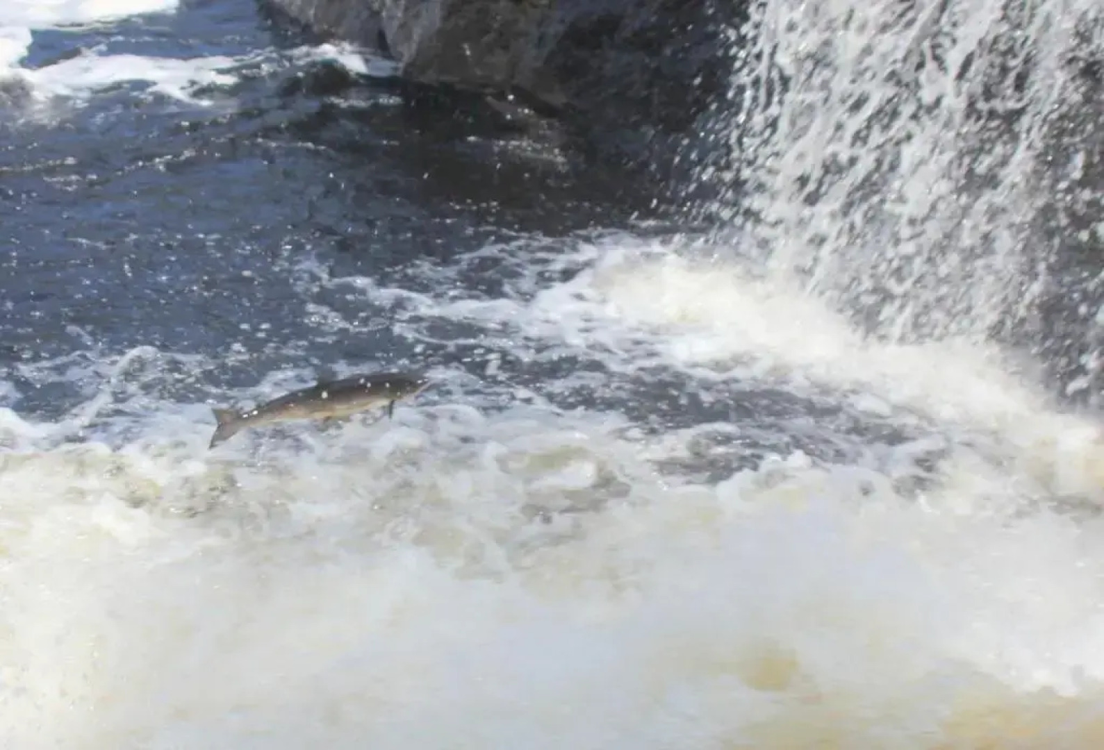 Отель Deer Lake Horizon 