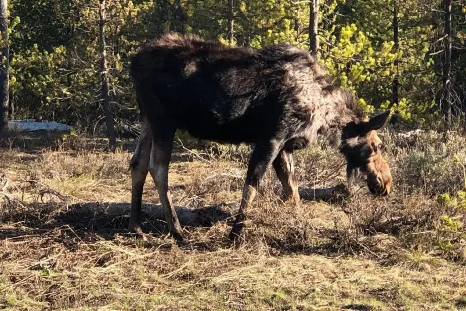Yellowstone Crossing Lodge