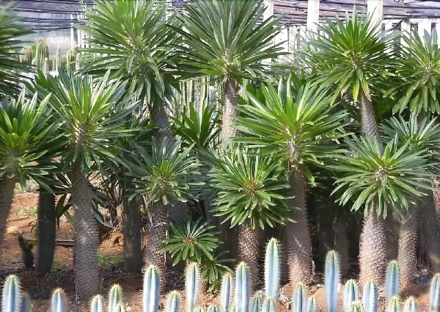 Dimore del Valentino