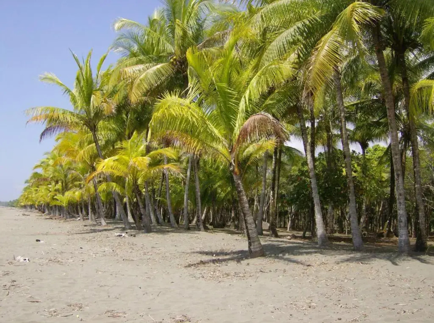 La Palapa Eco Lodge Resort