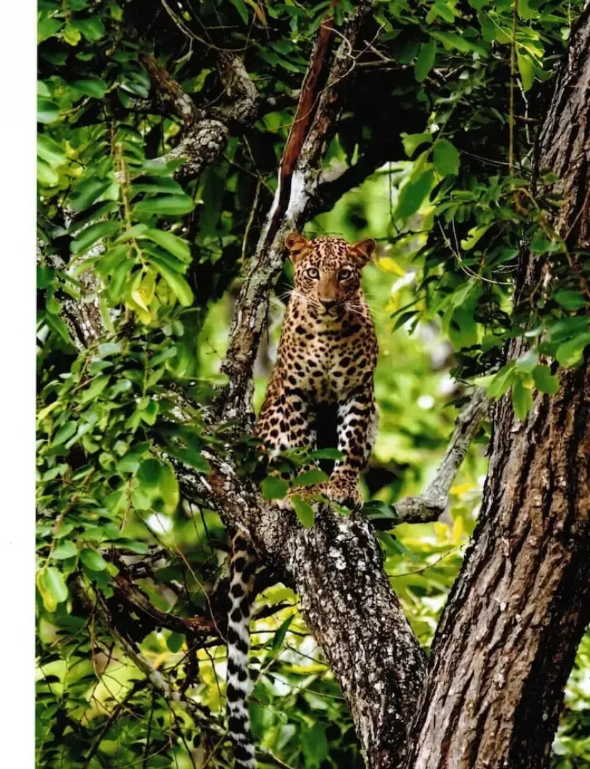 The Windflower Jungle Resorts and Spa