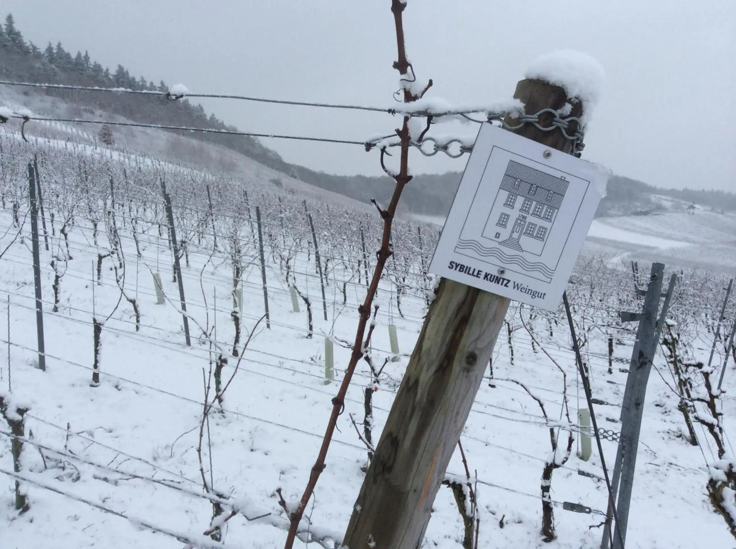 SYBILLE KUNTZ Weingut Gästehaus