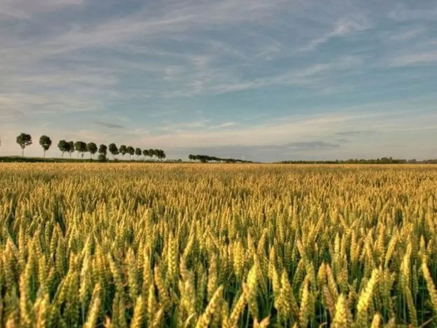 Spacious Farmhouse in Ijzendijke With Garden