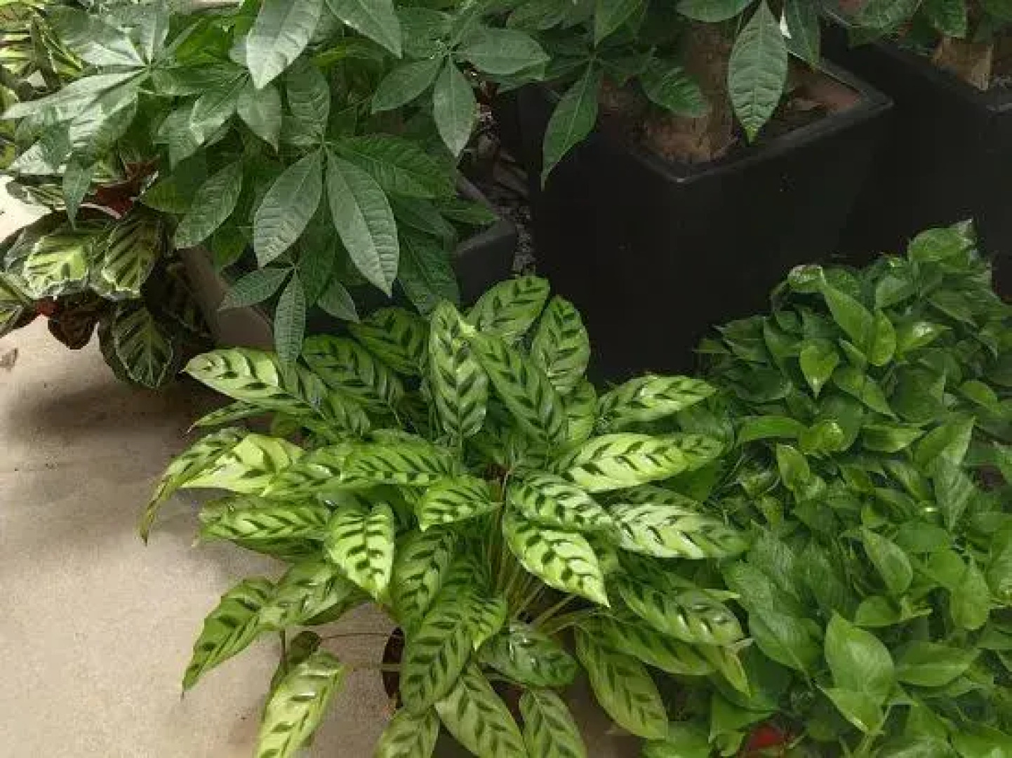 Wuzhen Muxin Courtyard Inn