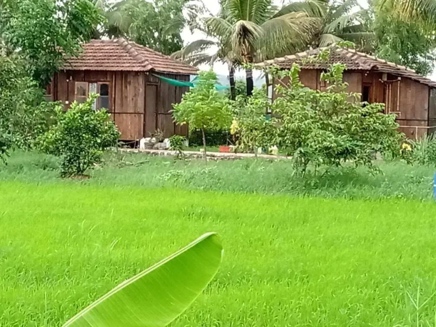 Saligao farm cottage