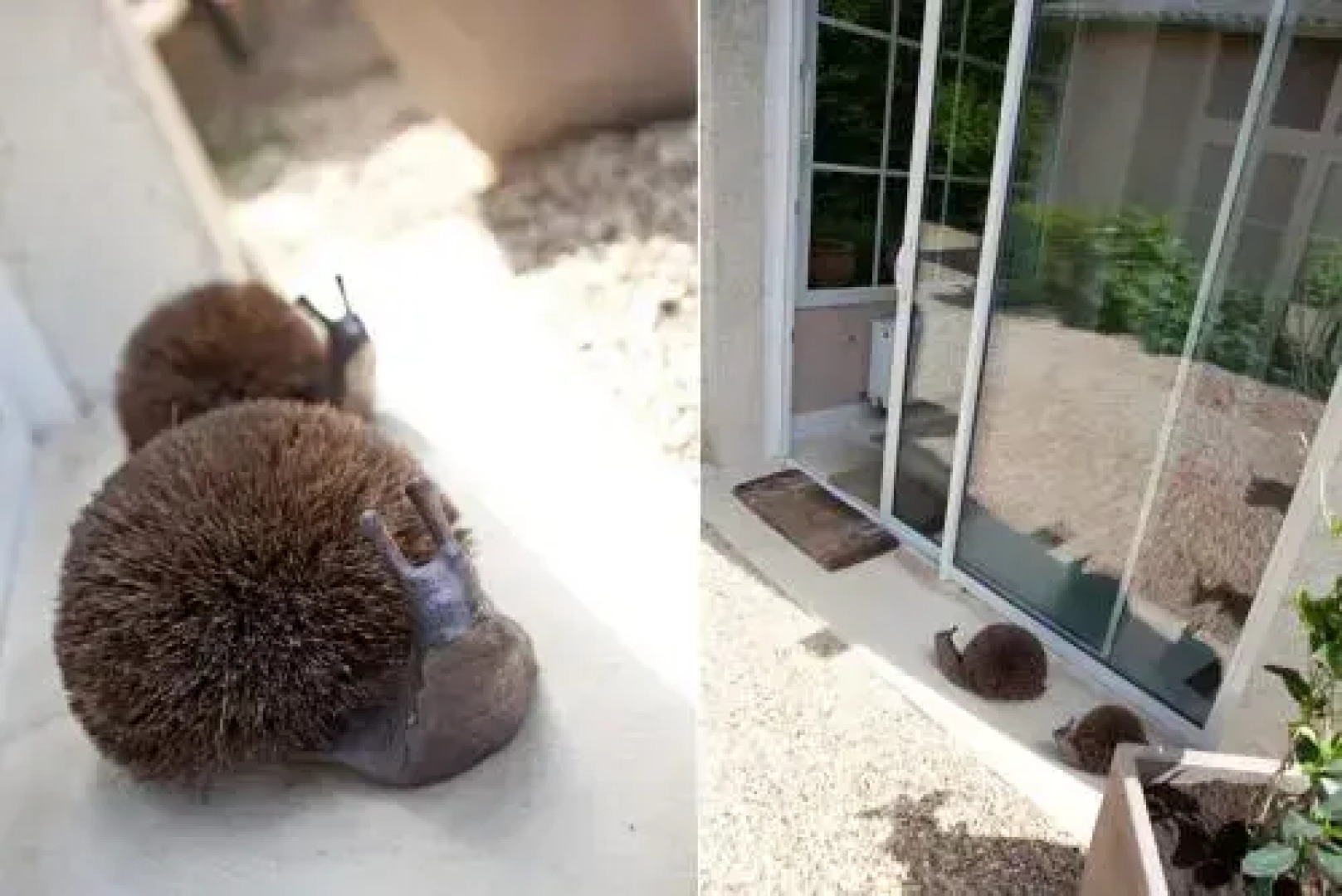 Domaine VIOLOT-GUILLEMARD