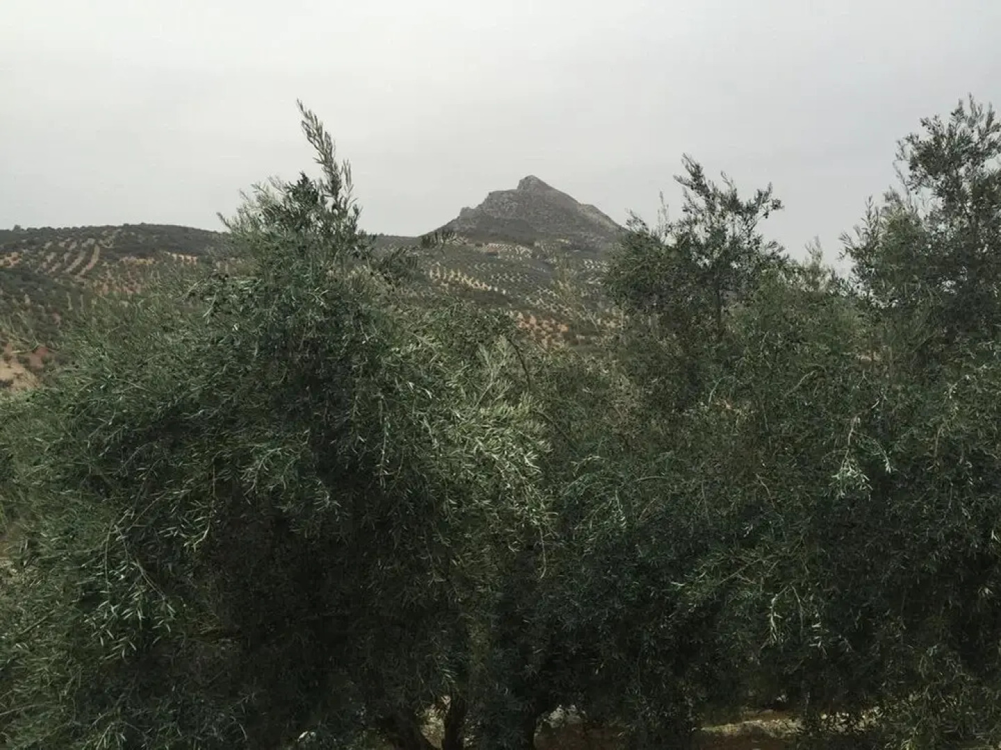 House With 5 Bedrooms in Zambra, With Furnished Terrace and Wifi