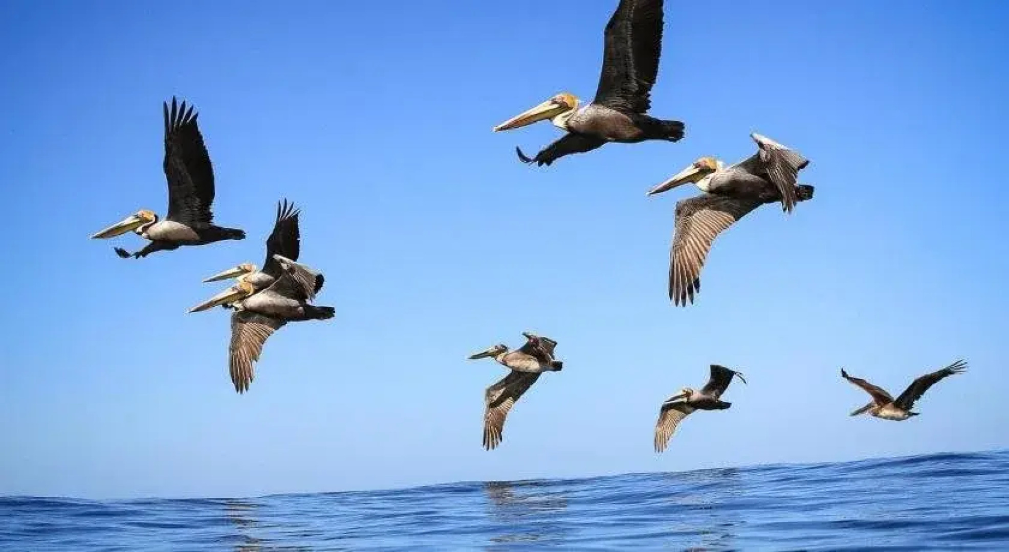 The Buena Vibra Collective