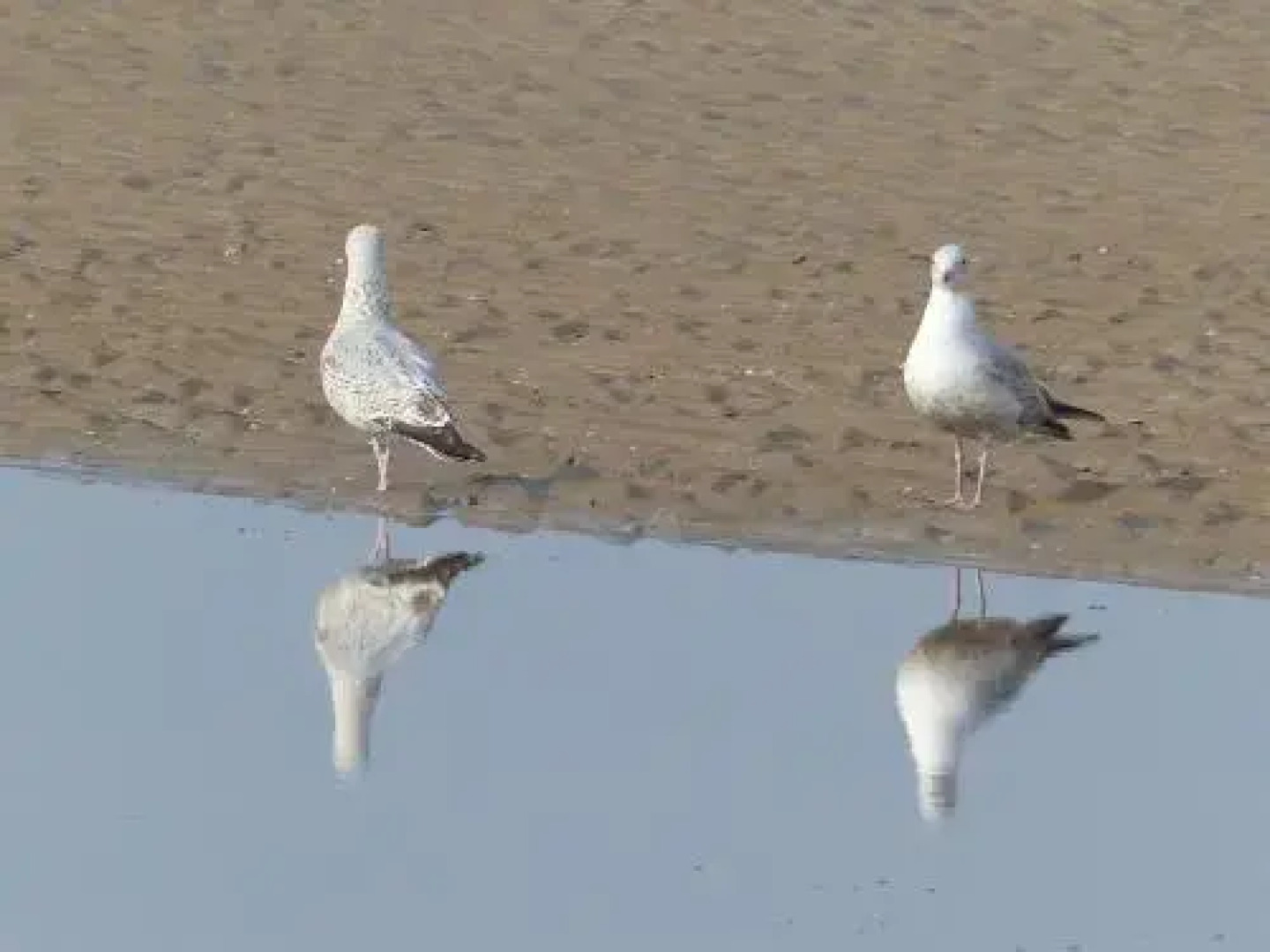 Appartement Beach House Le Grand Bleu