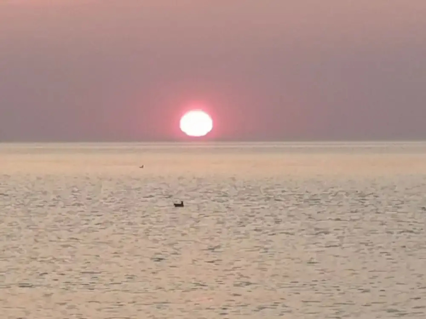 Herring Gull Modern Retreat