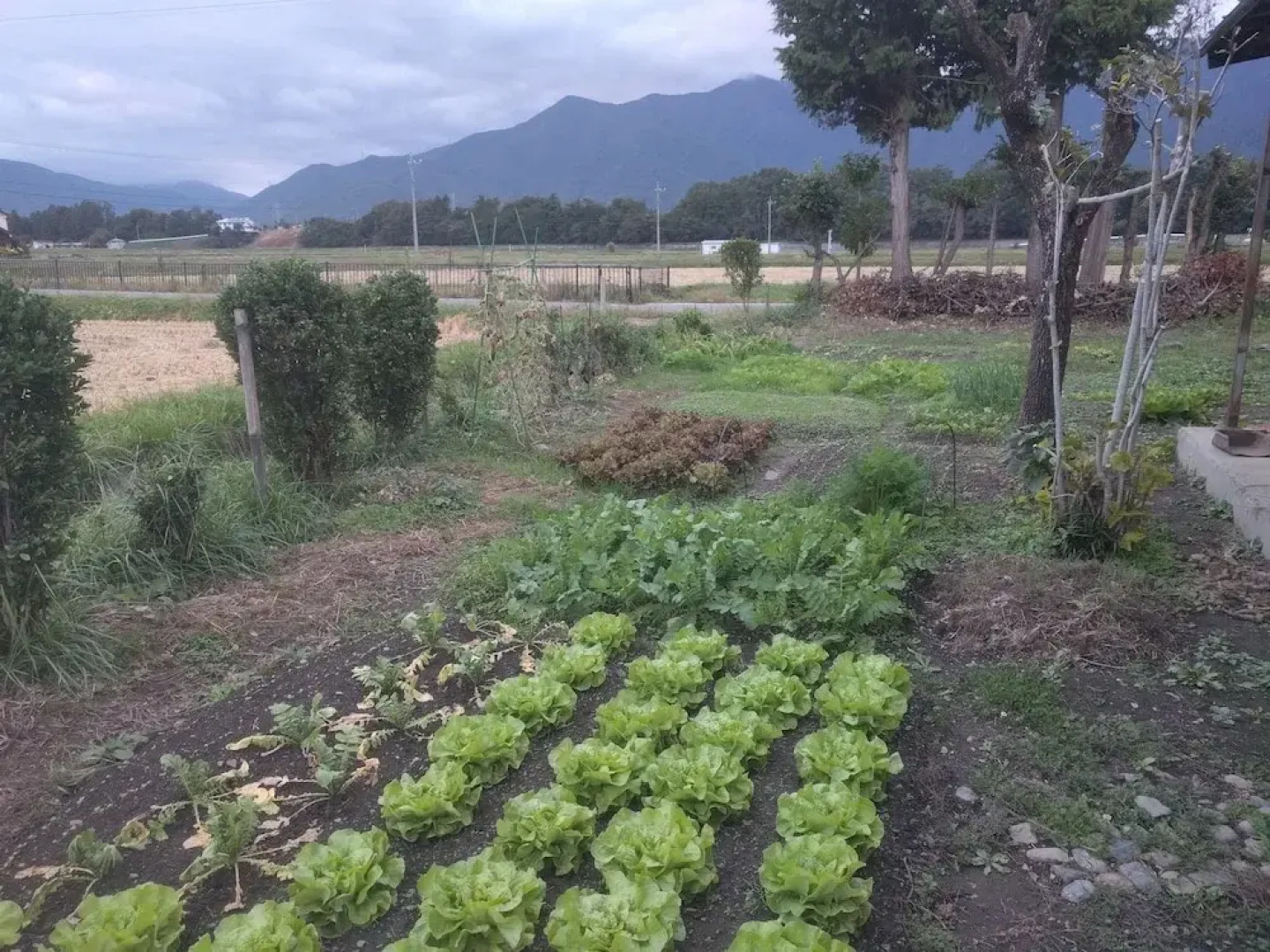 Tomo's hut in Japanese old style