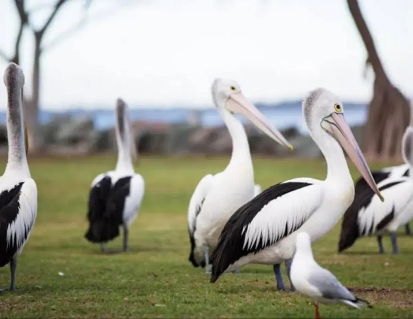 WOODY Pt - AMAZING 1970's SHARE HOUSE BY THE SEA-3 rooms available!