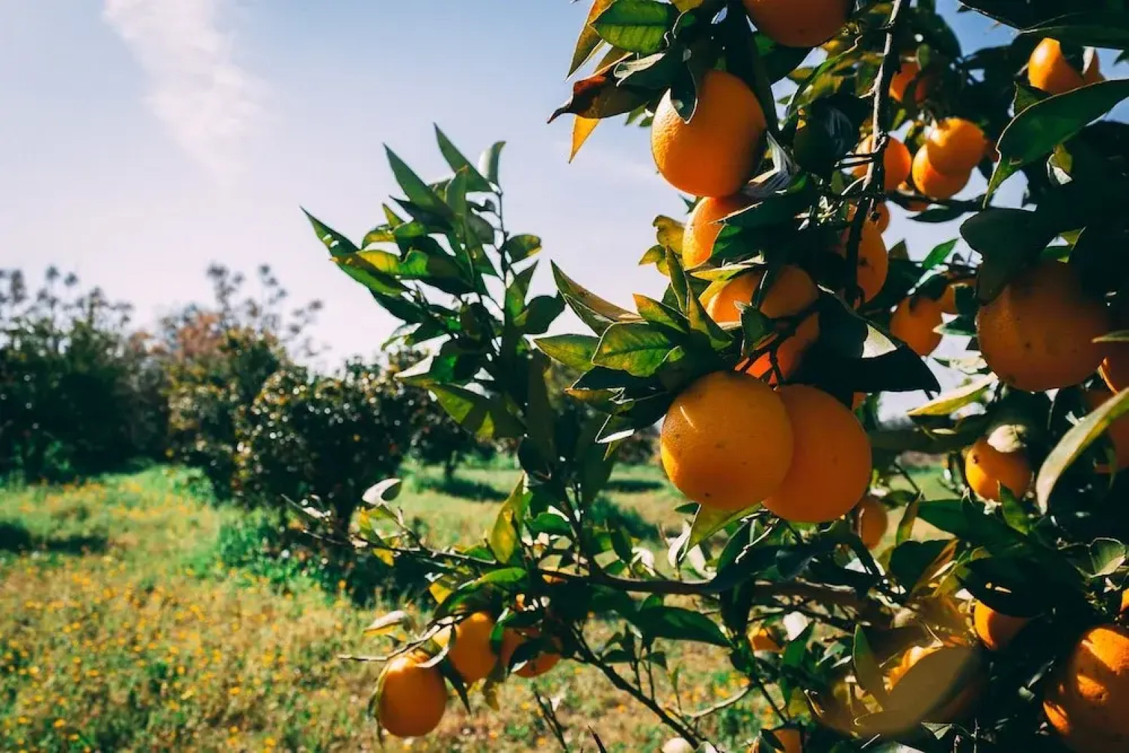 Monte do Colmeal - Country House & Wine