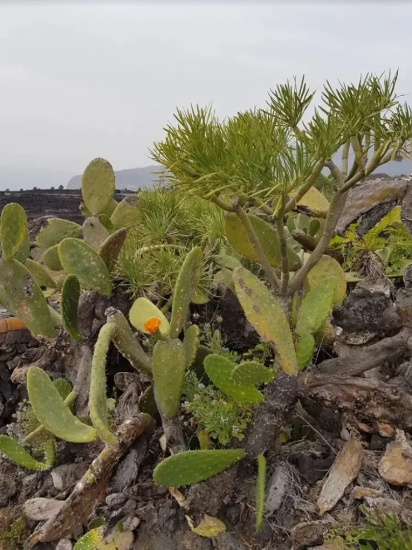 House With 2 Bedrooms in Los Llanos, With Wonderful sea View, Pool Acc