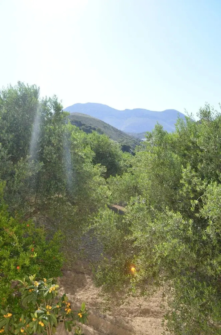 Viglatoras Traditionals Apartments