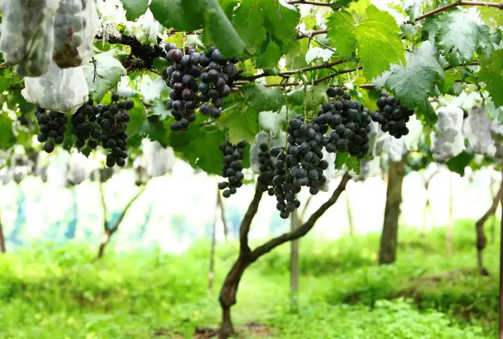 Pataleban Vineyard Resort