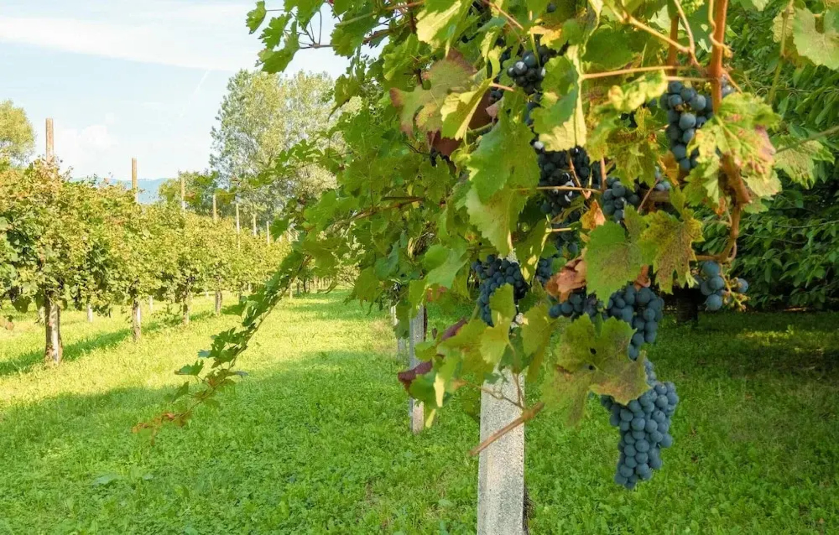 La Terrazza dei Frati