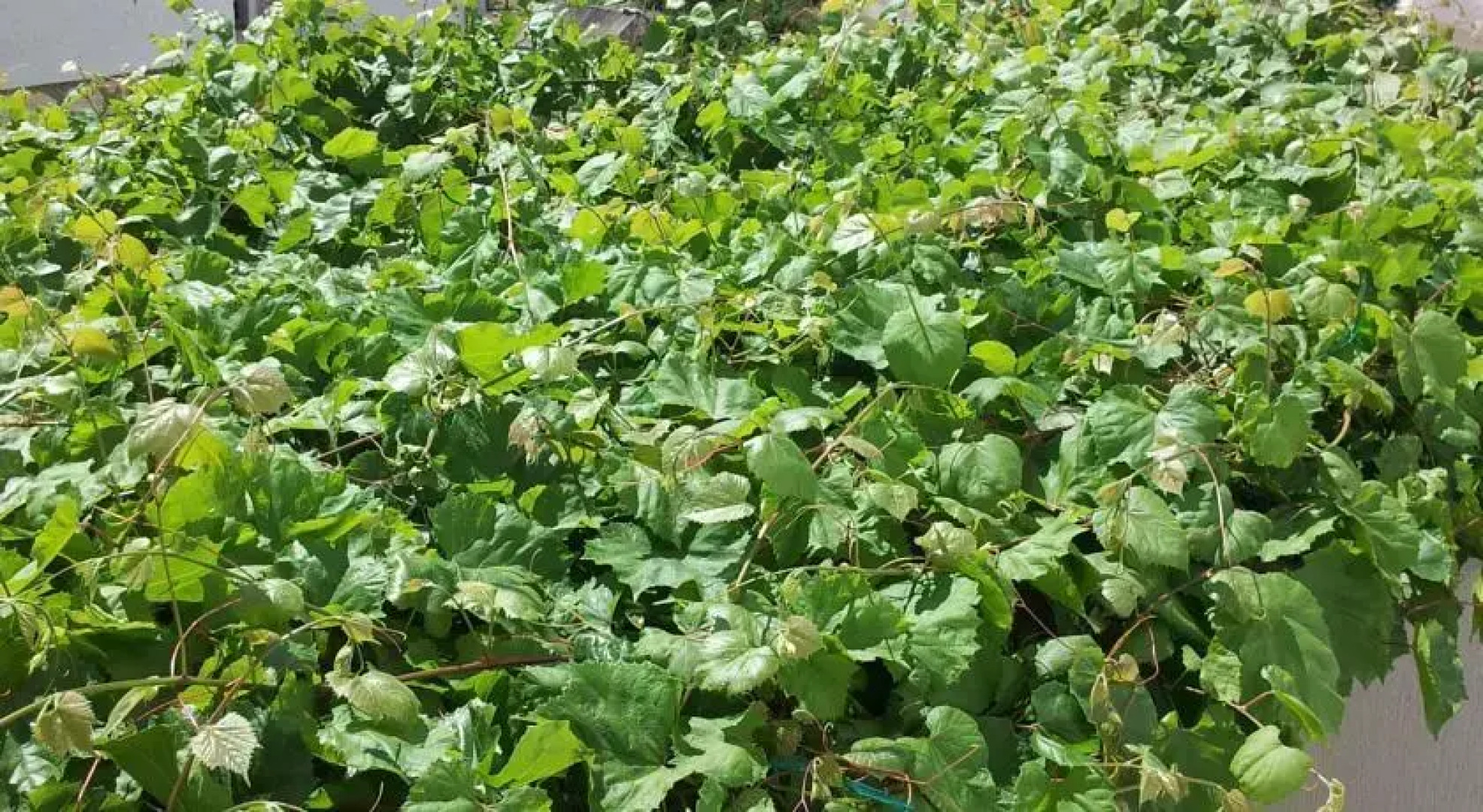 Apartments Miriam Karol