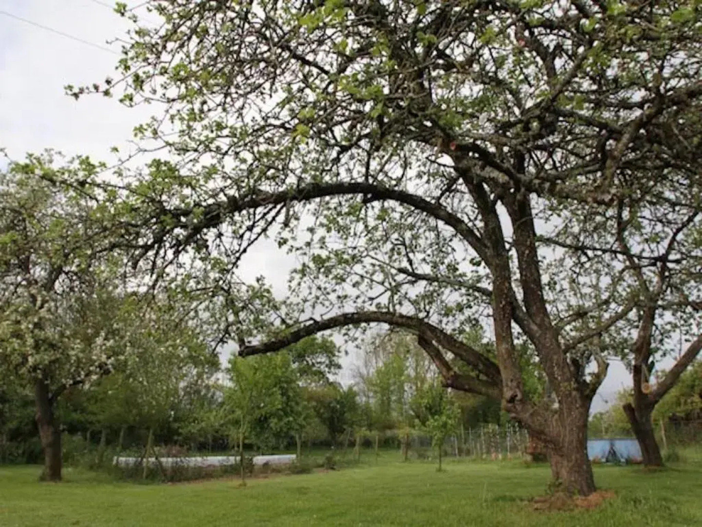 La Courtoise "Chez Gustine"