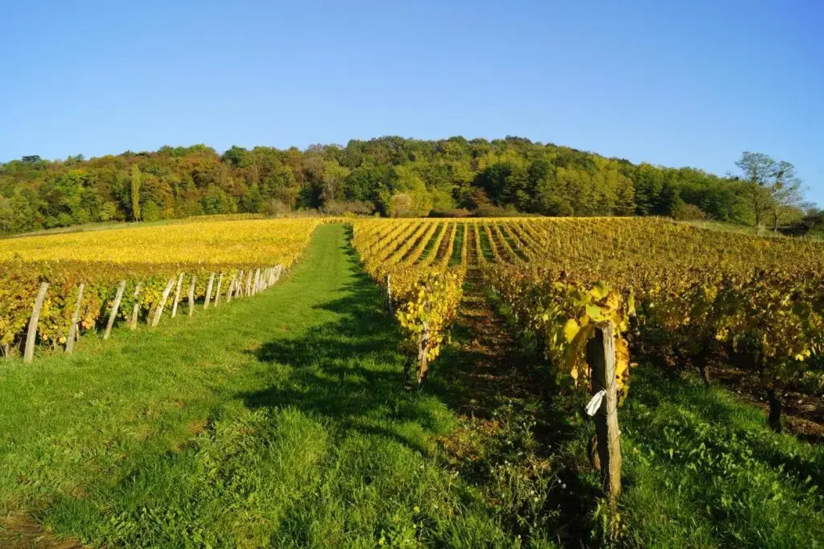 Domaine de Saint Loth'