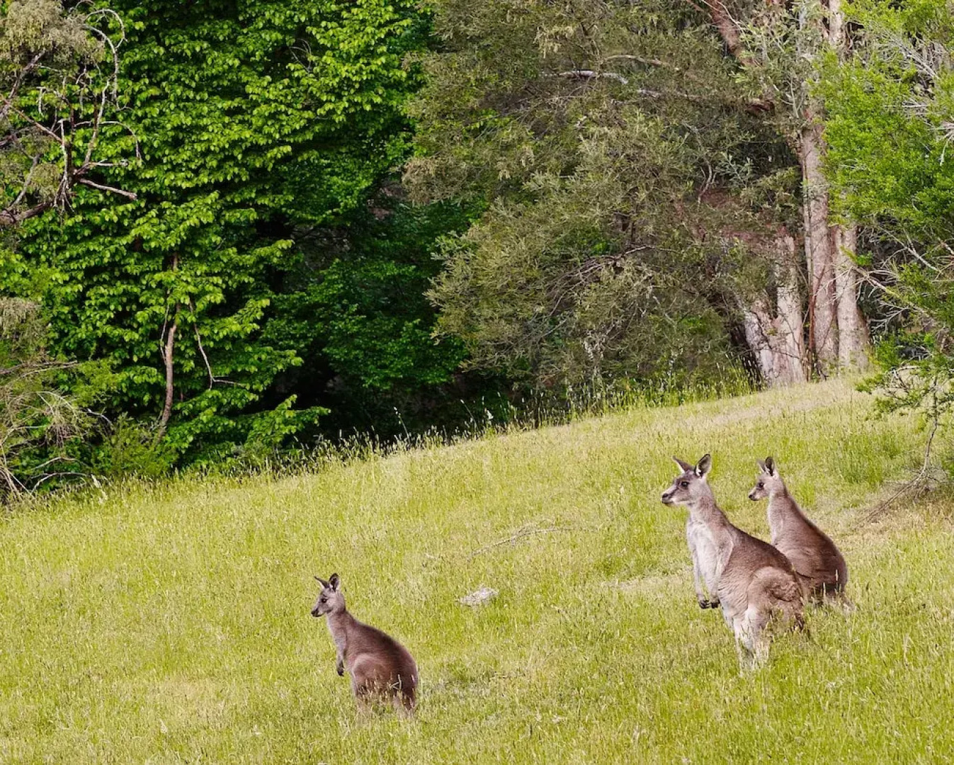 Big Sky on Walkers Lane