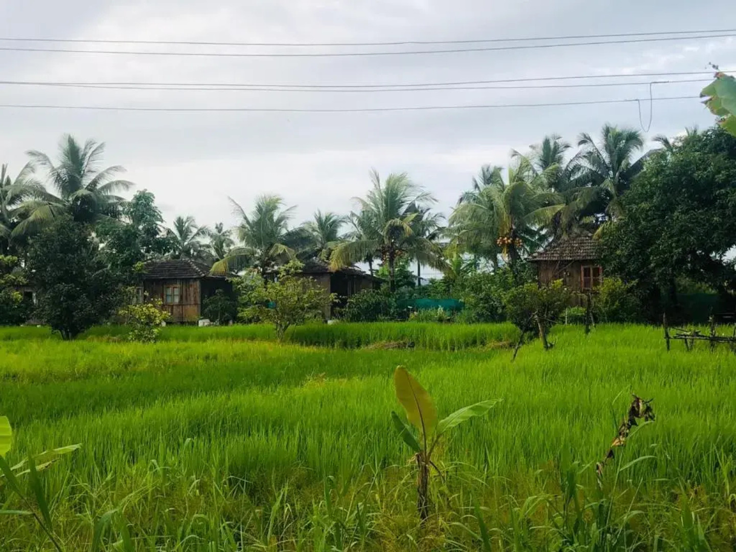 Saligao farm cottage