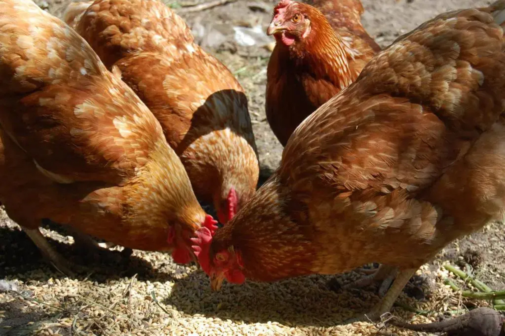 Sdr. Grønkær Bed & Breakfast