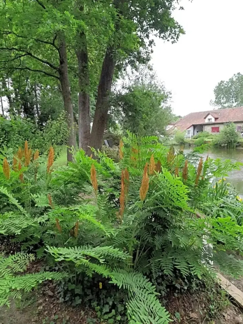 Le Moulin de Saubrigues