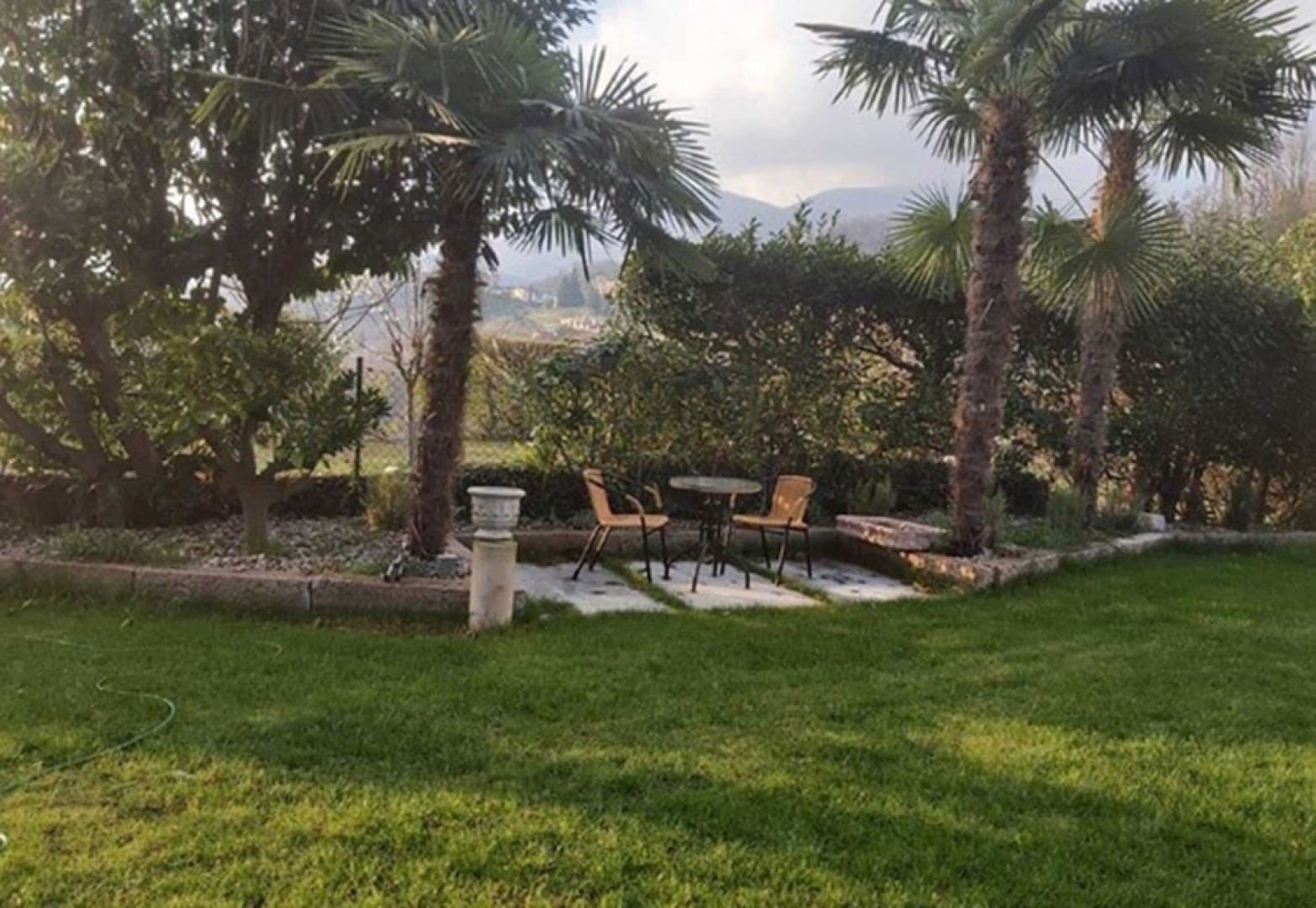 Palazzo dei Ulivi - Ulivo