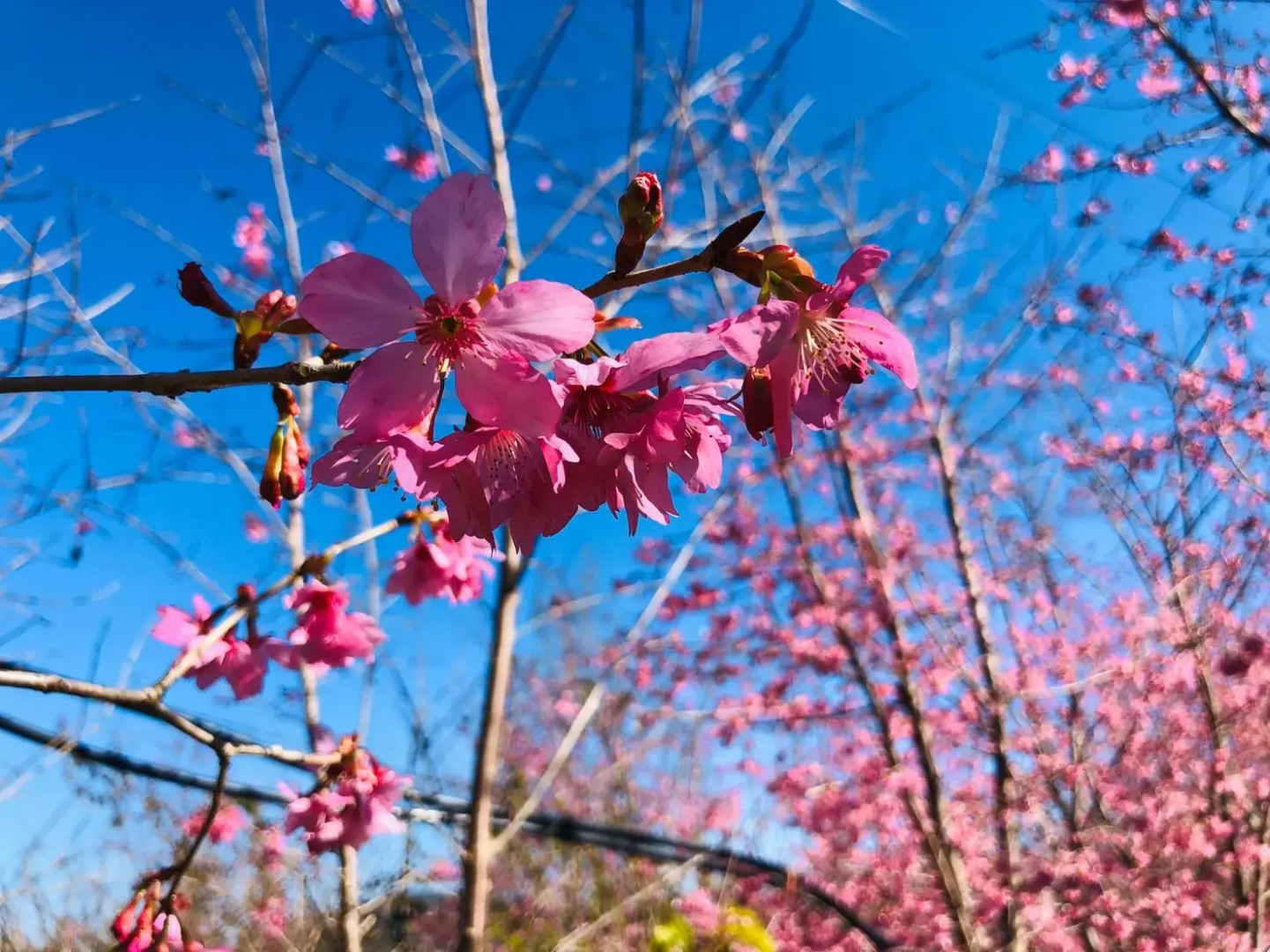 Sheipa Jia-Cao Leisure Farm