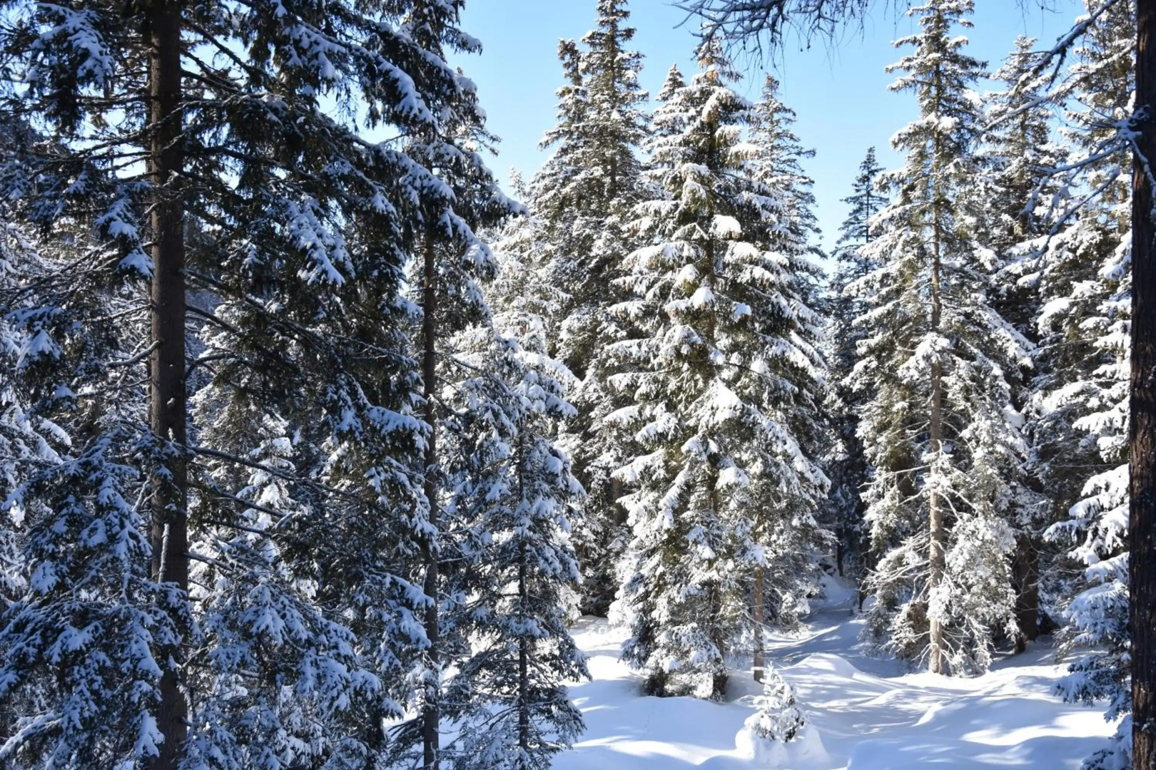 Chalet Appartement Zingerlehof Trens