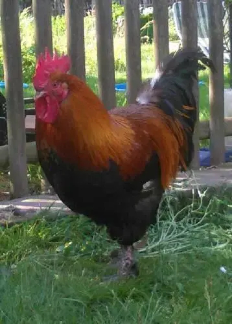 No.5 - Ferienwohnung Schkade