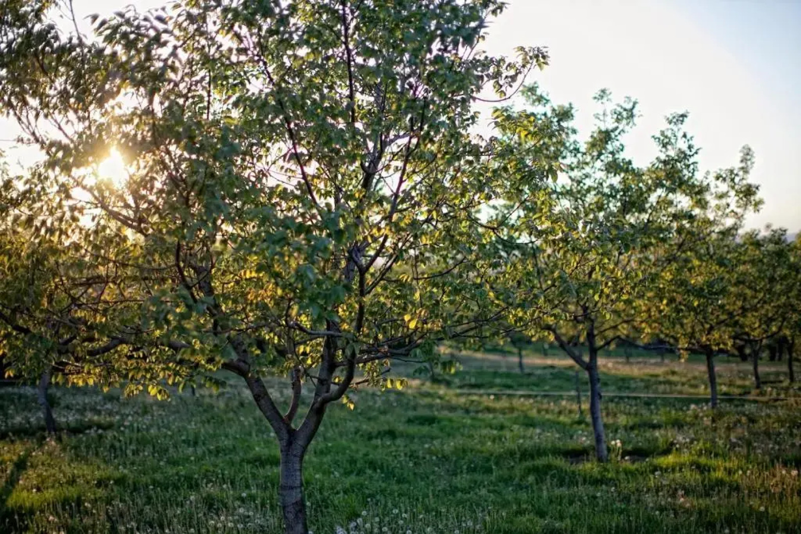 Dióliget - Zöld Dió Házikó