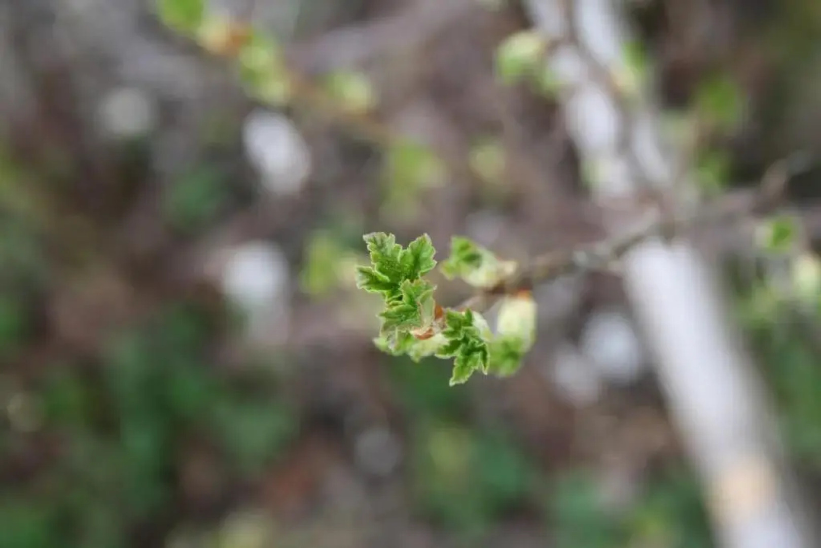Wirtseppelerhof Apartments