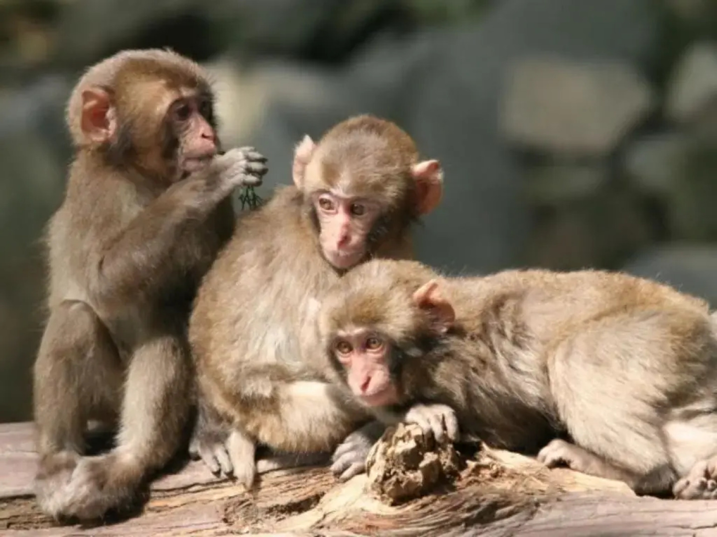 Beppu Kannawa Onsen Kannawaso