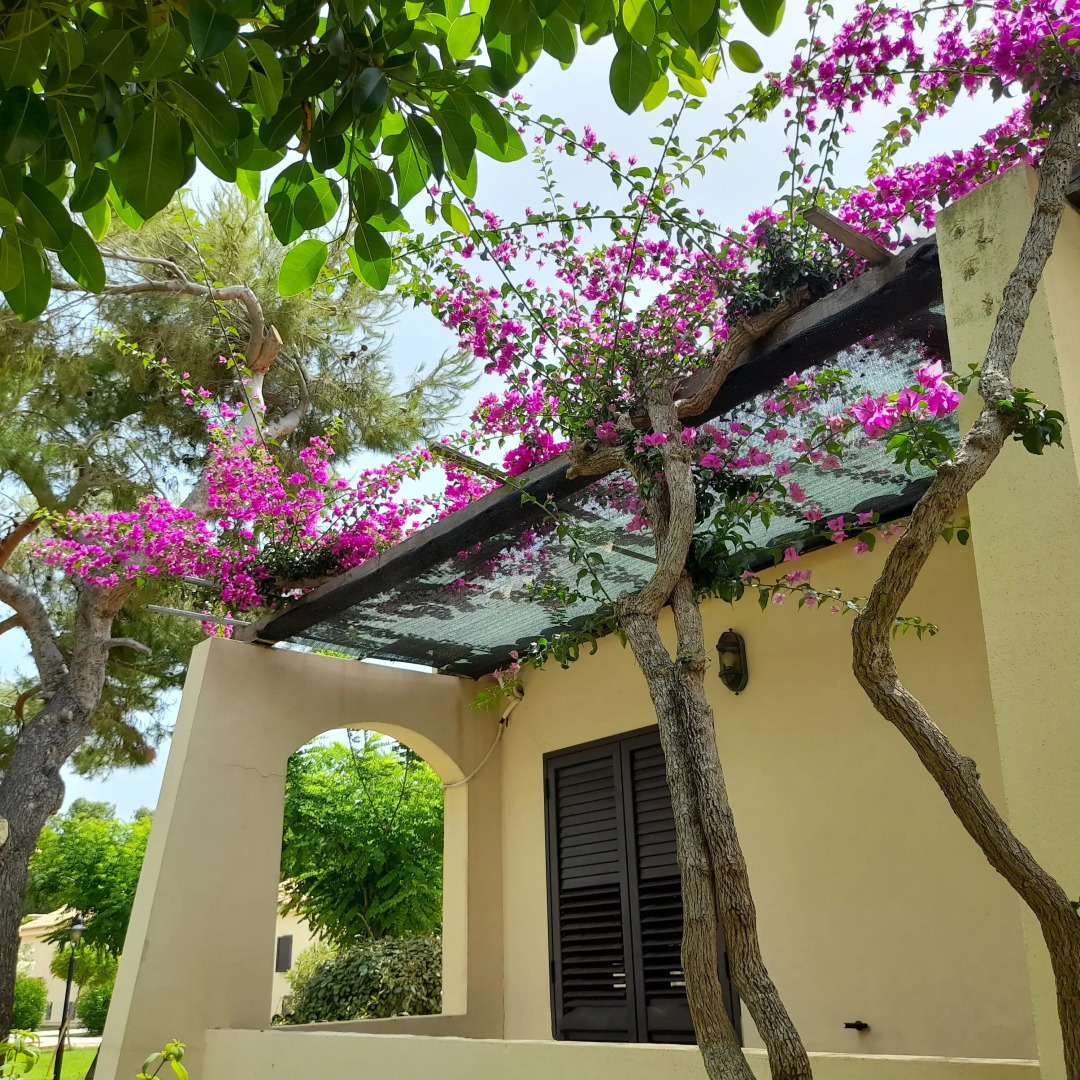 VOI Le Muse Essentia