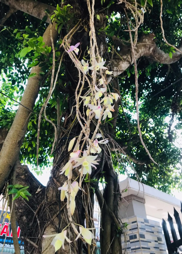 Quang Vinh - Đao Ly Son